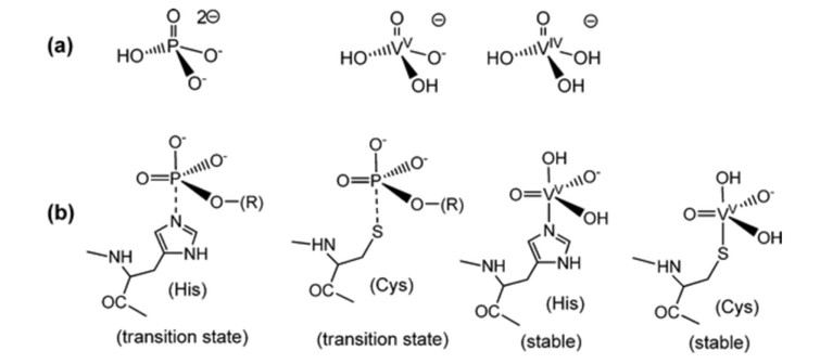 Comparison of phosphates and vanadate with transition states and stability Comparison of phosphates and vanadate with transition states and stability